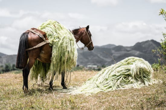 popayán kolumbia specialty szemes kávé