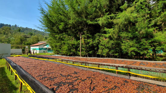 etiópia idido specialty szemes kávé