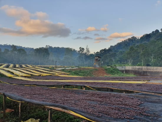 etiópia idido specialty szemes kávé