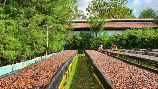 etiópia idido specialty szemes kávé