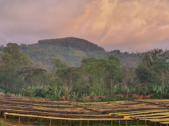 etiópia idido specialty szemes kávé