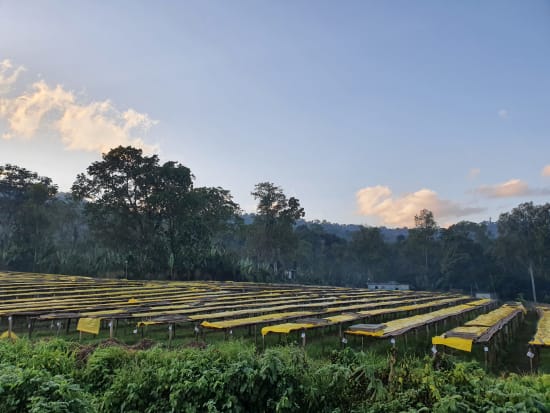 etiópia idido specialty szemes kávé